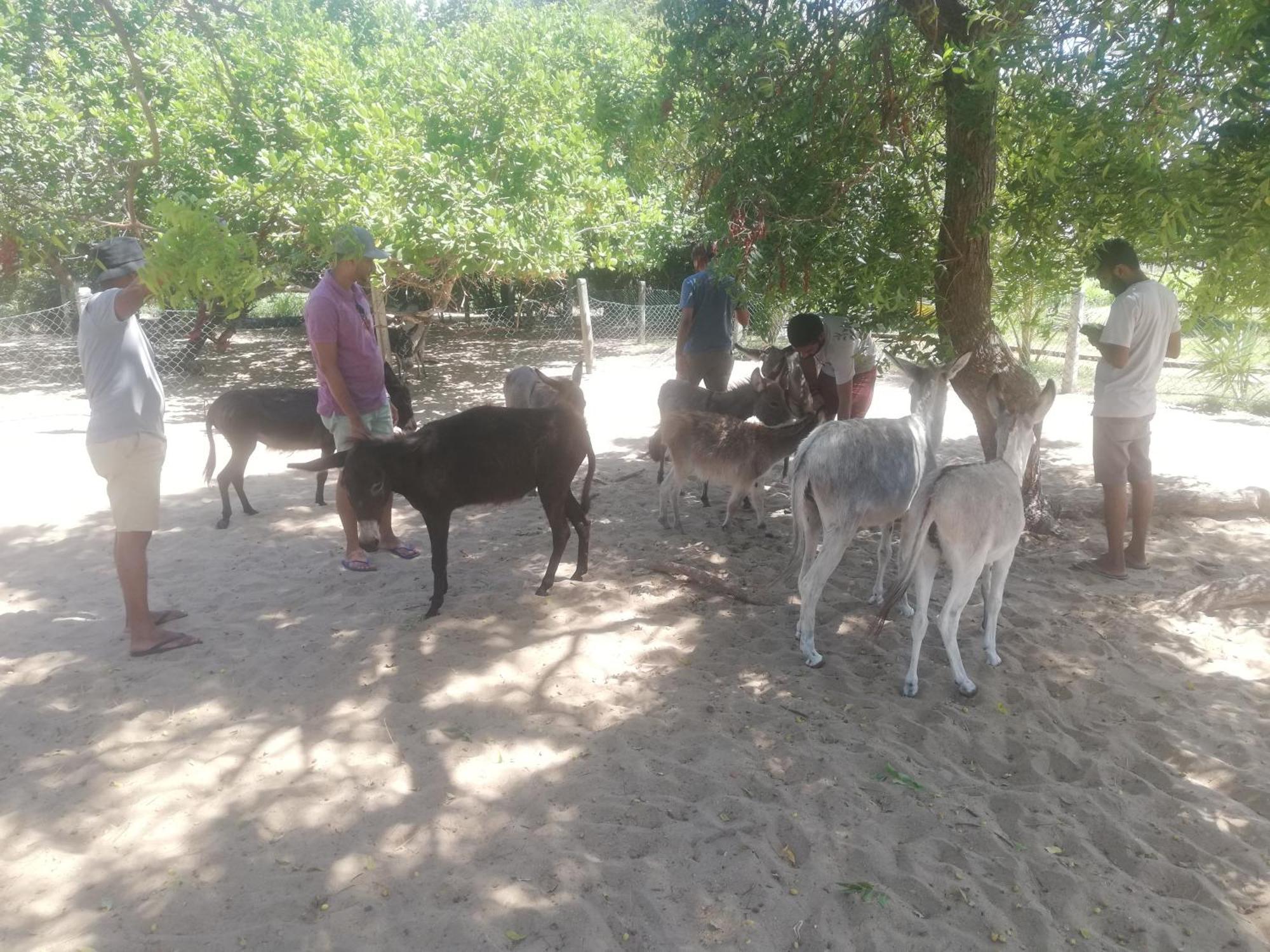 Donkey Clinic And Education Center Appartement Mannar Buitenkant foto
